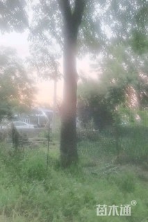 40公分白蜡
