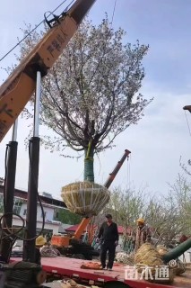 18公分樱花