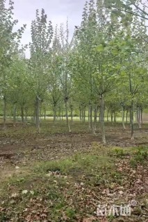 25公分法桐