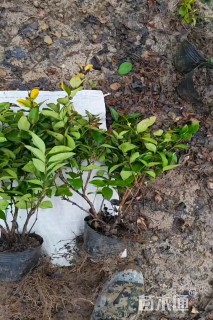 高度40厘米毛鹃小苗