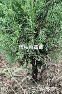 高度100厘米塔柏