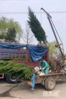 高度130厘米蜀桧