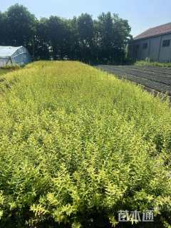 0.5公分彩叶杞柳