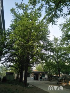 20公分银杏