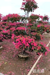 高度180厘米三角梅