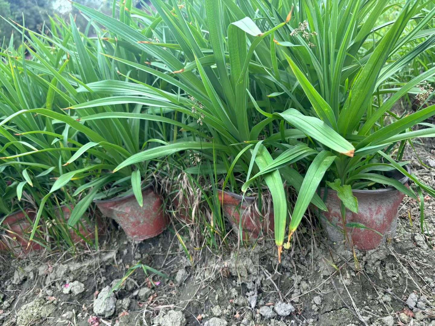 高度20厘米大花萱草
