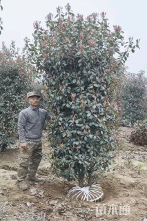 高度2.3厘米红叶石楠柱