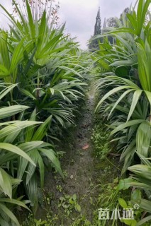 裸干高60厘米棕竹