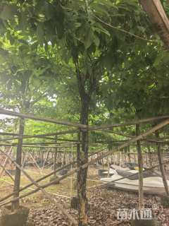 10公分大叶紫薇