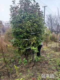 高度250厘米大叶黄杨柱