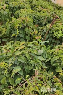 350厘米炮仗花