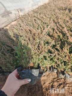 高度40厘米沙地柏