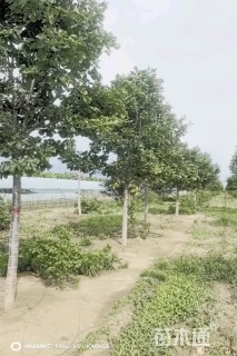 10公分蒙古栎