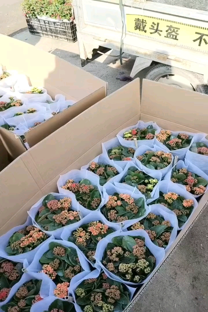 高度30厘米长寿花