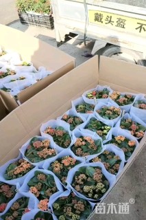 高度30厘米长寿花