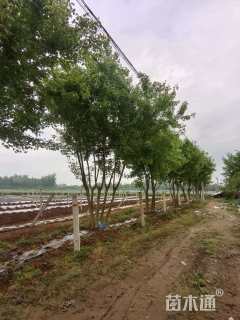 高度500厘米丛生元宝枫