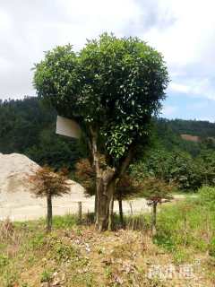 40公分桂花