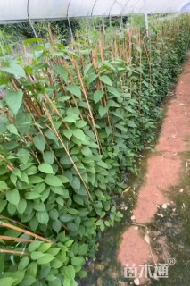 100厘米炮仗花