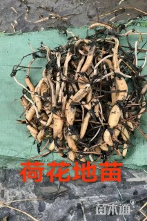 高度20厘米荷花