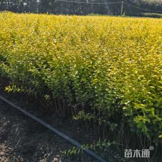 冠幅250厘米金叶女贞球