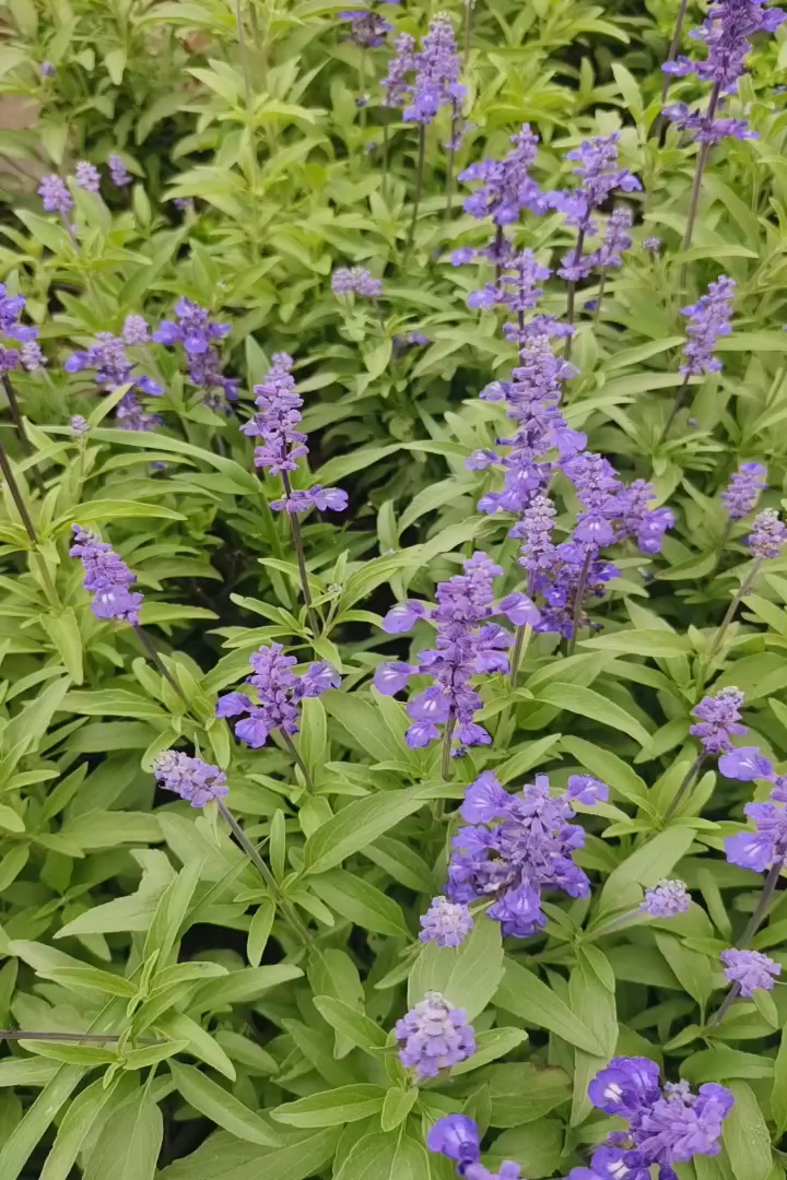 高度30厘米兰花鼠尾草