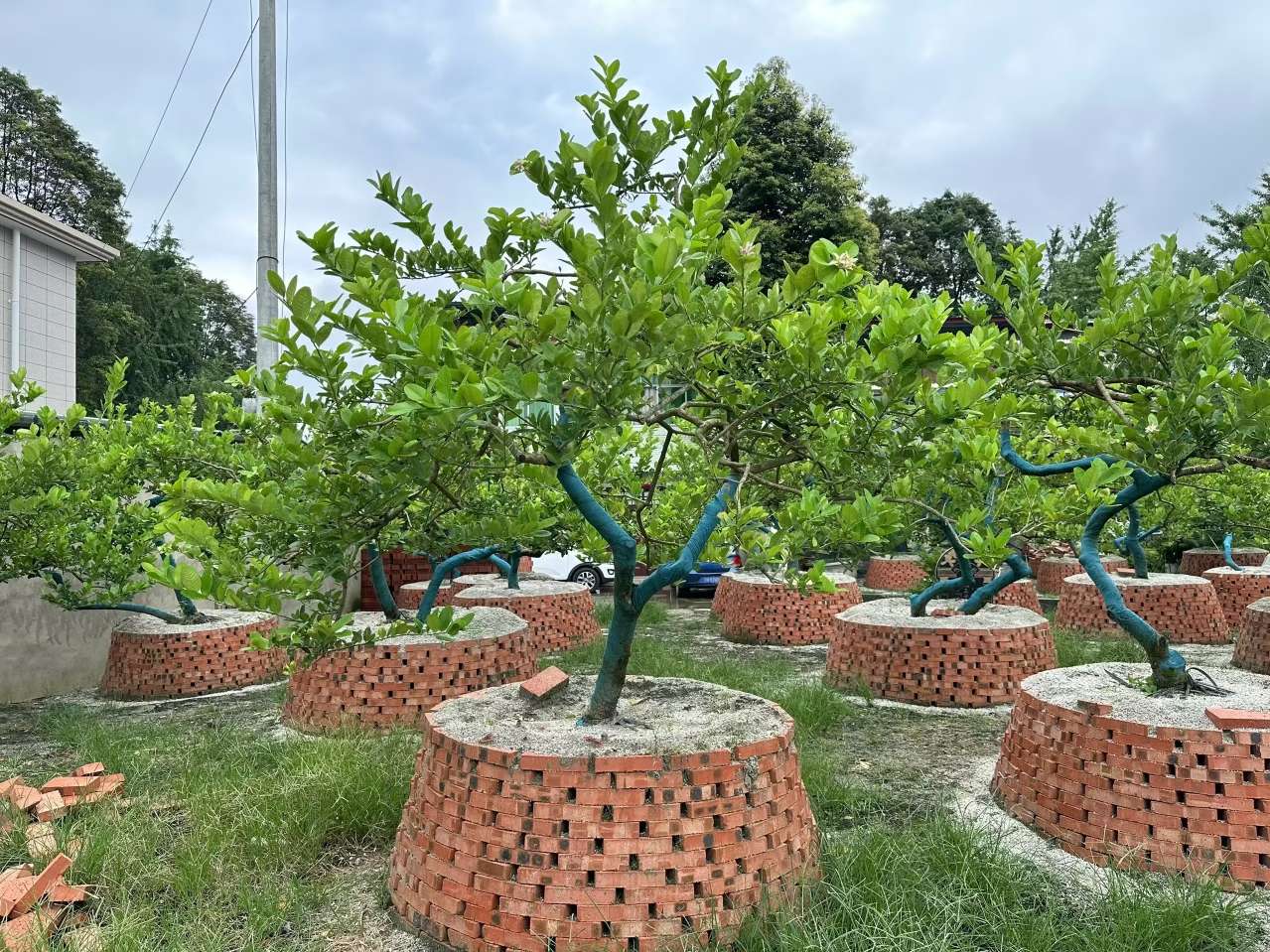 高度200厘米香水柠檬