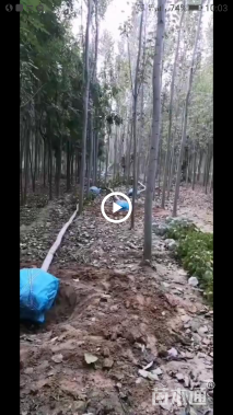 10公分毛白杨