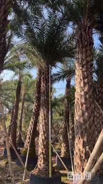 裸干高400厘米中东海枣