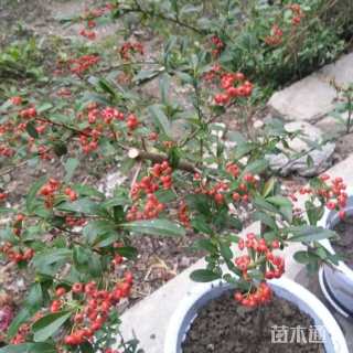 高度80厘米火棘