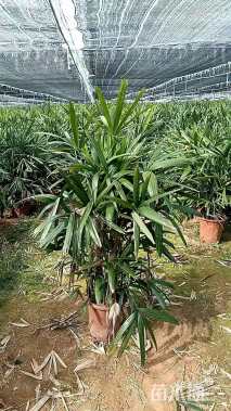 高度15厘米中叶麦冬