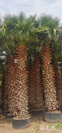 裸干高200厘米华盛顿棕榈