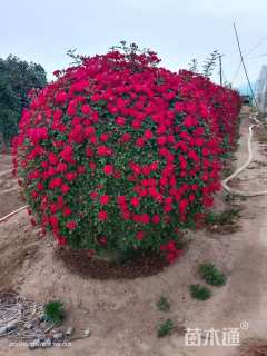 高度150厘米红花继木柱