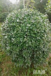 冠幅80厘米大叶黄杨球