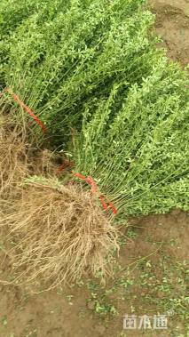 高度55厘米迎春花