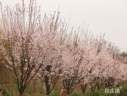 13公分紫叶李