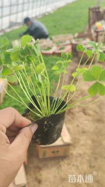 高度10厘米红花酢浆草