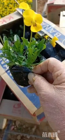 高度30厘米角堇