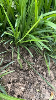 高度20厘米兰花