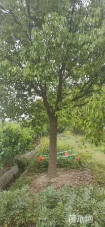 35公分香樟