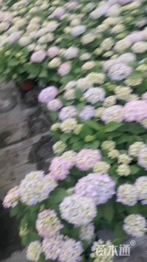 高度40厘米绣球