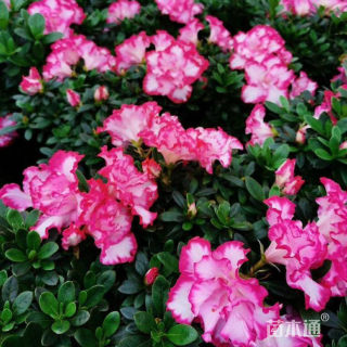 高度35厘米西玛杜鹃