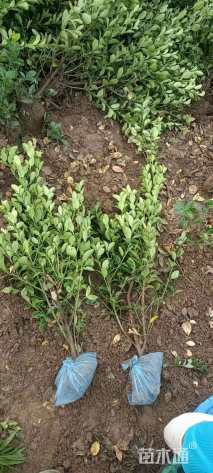 高度50厘米冬青小苗