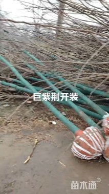 7公分巨紫荆