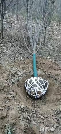 10公分木瓜海棠