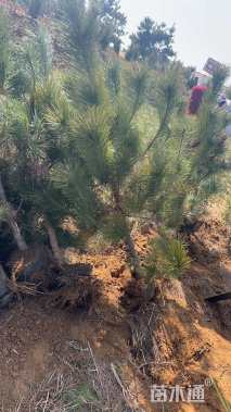 高度50厘米黑松小苗