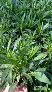 高度13厘米荷兰菊