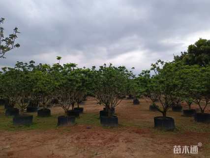 高度200厘米黄皮
