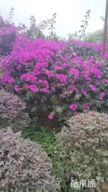 高度1500厘米三角梅