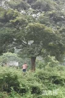 50公分朴树