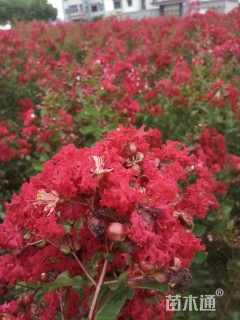 3公分红火球紫薇